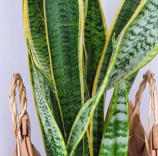 Palmeira Comfort Appartement *